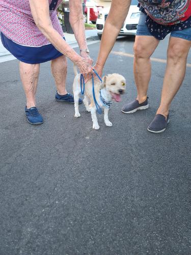 Found/Stray Male Dog last seen Schaefer & Cypress CHINO CA , Chino, CA 91710
