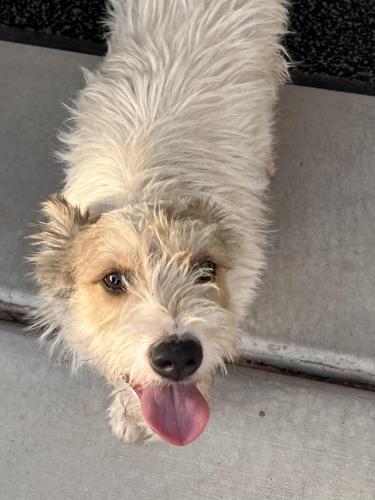 Found/Stray Male Dog last seen Encanto and 95th Ave Sheely Farms, Phoenix, AZ 85037