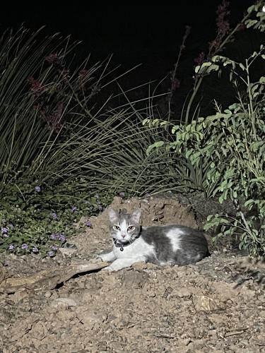 Found/Stray Unknown Cat last seen The Sage , Scottsdale, AZ 85251