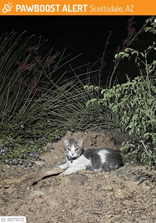 Found/Stray Unknown Cat last seen The Sage , Scottsdale, AZ 85251