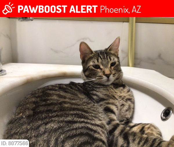 Lost Male Cat last seen i17 and Jomax, Phoenix, AZ 85085