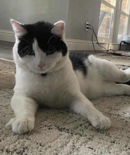 Lost Male Cat last seen Kensington Dr and Topaz Ct, Roseville, CA 95661