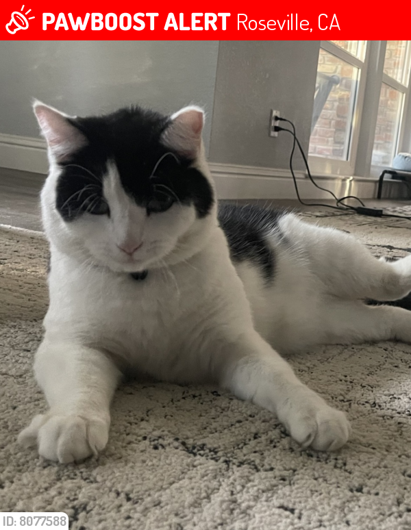 Lost Male Cat last seen Kensington Dr and Topaz Ct, Roseville, CA 95661