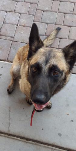 Found/Stray Female Dog last seen 32nd st Roeser, Phoenix, AZ 85040