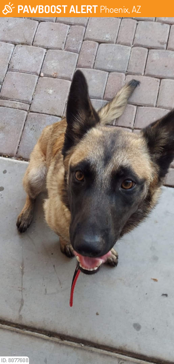 Rehomed Female Dog last seen 32nd st Roeser, Phoenix, AZ 85040