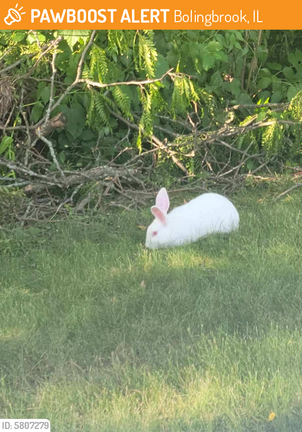 Found/Stray Unknown Rabbit last seen Orchard and Foxborough Trail, Bolingbrook, IL 60440
