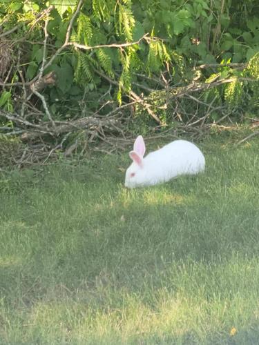 Found/Stray Unknown Rabbit last seen Orchard and Foxborough Trail, Bolingbrook, IL 60440