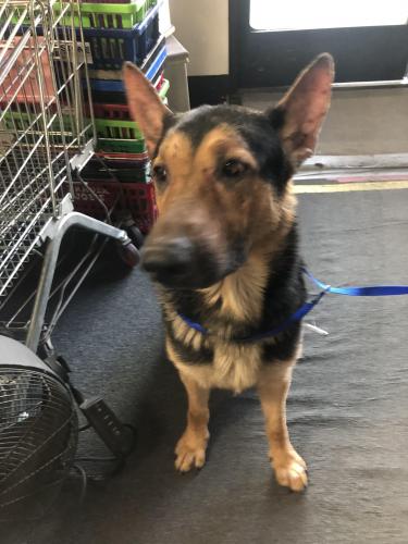 Found/Stray Male Dog last seen Eastvale by Albertsons, Eastvale, CA 92880