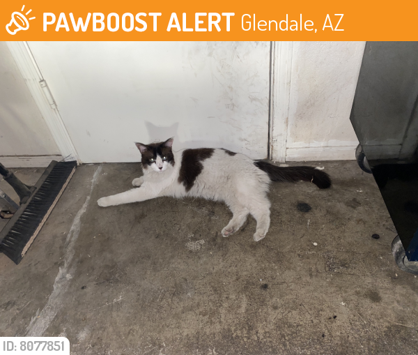 Found/Stray Female Cat last seen 59th & Cholla, Glendale, AZ 85304