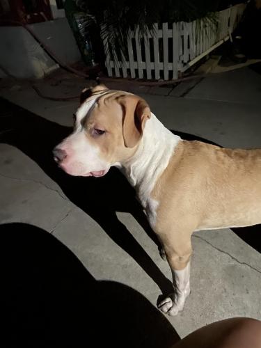 Found/Stray Female Dog last seen Lugo & Highland , San Bernardino, CA 92405
