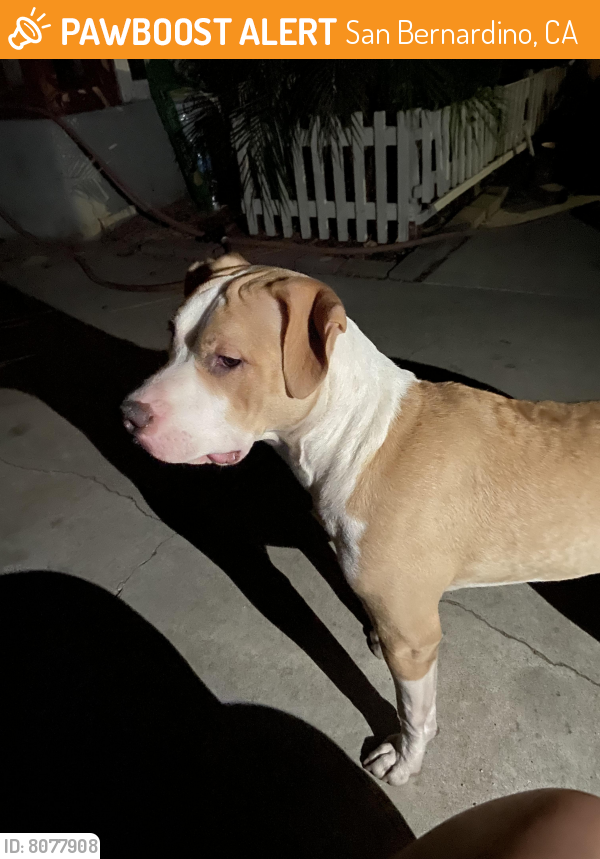 Rehomed Female Dog last seen Lugo & Highland , San Bernardino, CA 92405