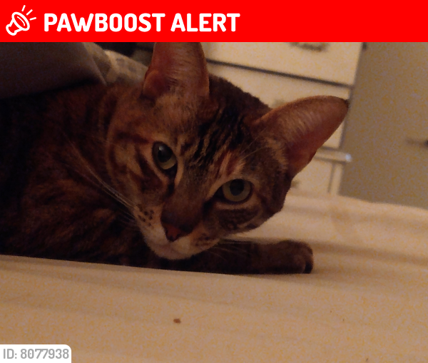 Lost Female Cat last seen Baseline/Victoria Park, Rancho Cucamonga, CA 91730