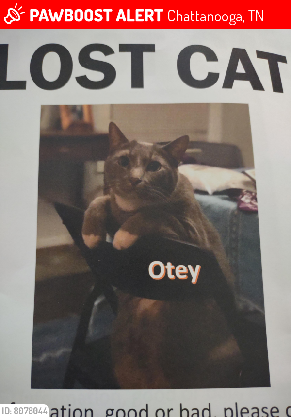 Lost Male Cat last seen Brainerd and Tally road , Chattanooga, TN 37411