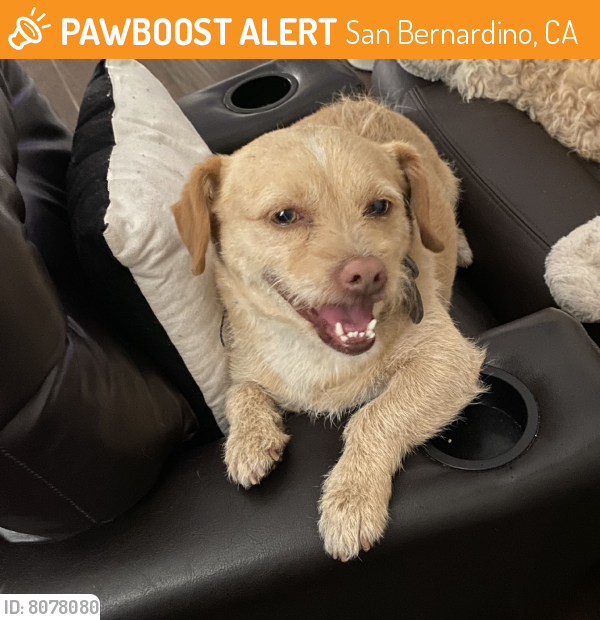 Found/Stray Male Dog last seen Kendall Dr, San Bernardino, CA 92407