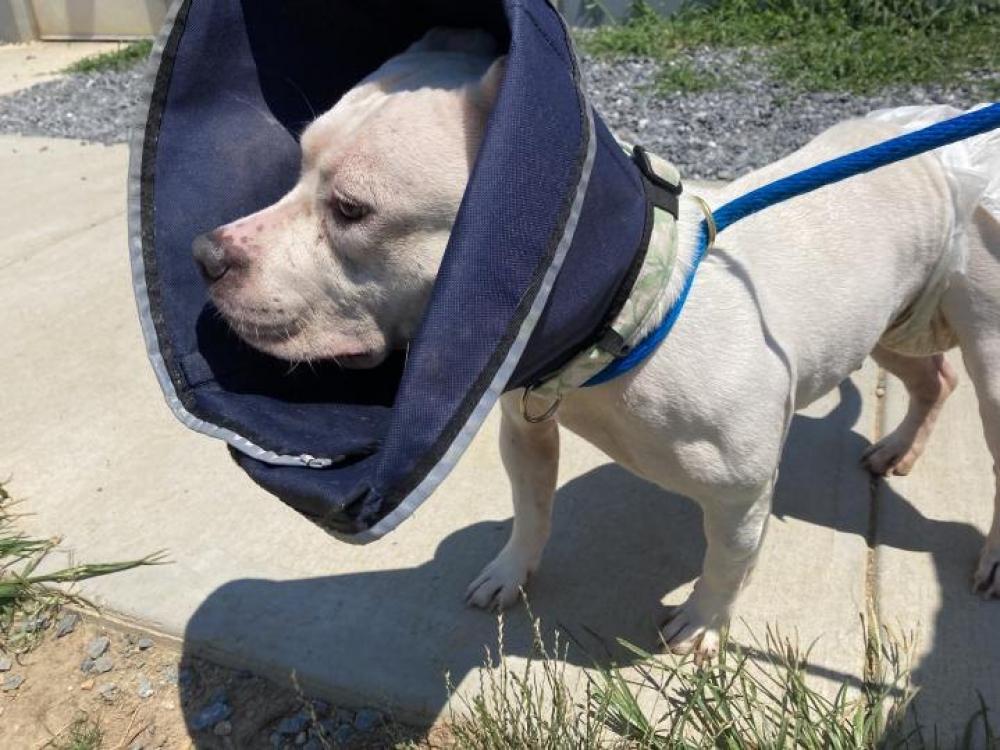 Shelter Stray Female Dog last seen Near N Howard Street, 21201, MD, Baltimore, MD 21230