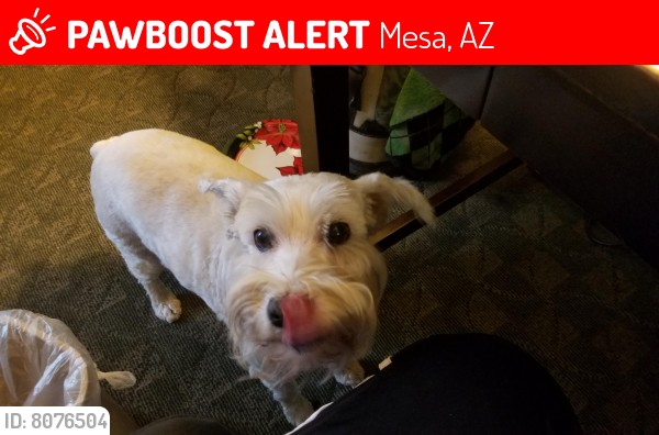 Lost Female Dog last seen Guthrie & University, Mesa, AZ 85203