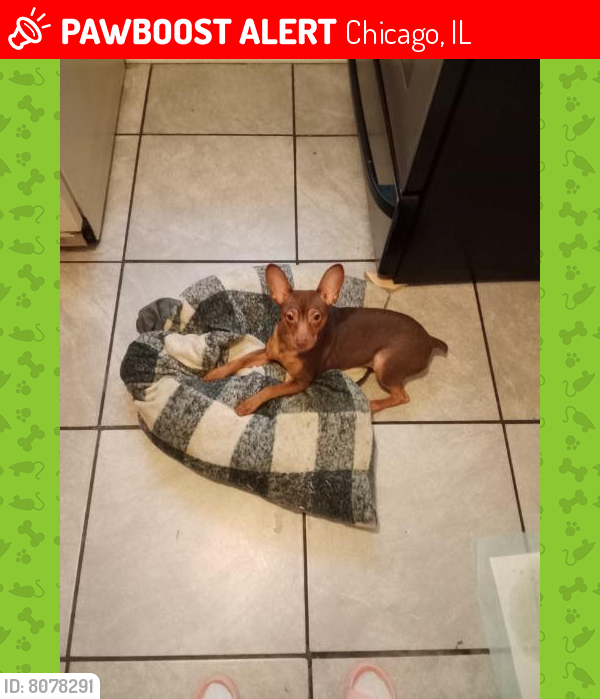 Lost Male Dog last seen Augusta or Austin or Division and Chicago Ave and Central Ave , Chicago, IL 60651