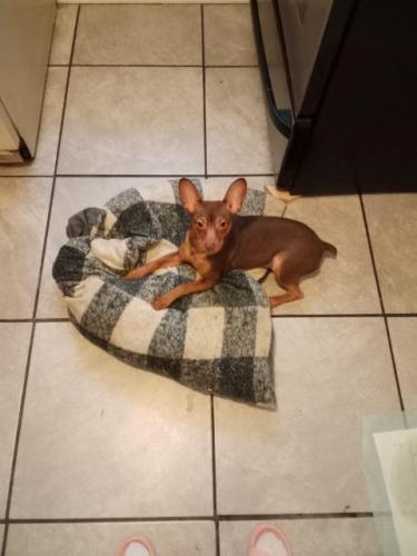 Lost Male Dog last seen Augusta or Austin or Division and Chicago Ave and Central Ave , Chicago, IL 60651