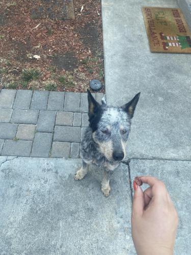 Found/Stray Female Dog last seen Bestor St & 12th St, San Jose, CA 95112