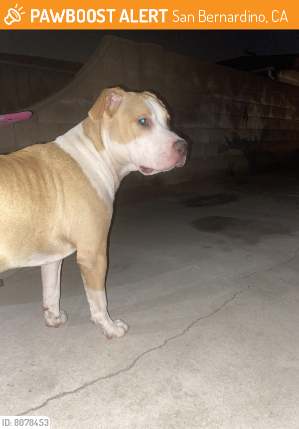Found/Stray Female Dog last seen Lugo and sierra , San Bernardino, CA 92405