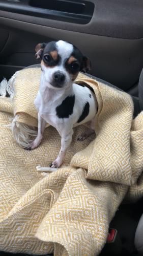 Lost Female Dog last seen West 61st Place and South St.Louis, Chicago, IL 60629