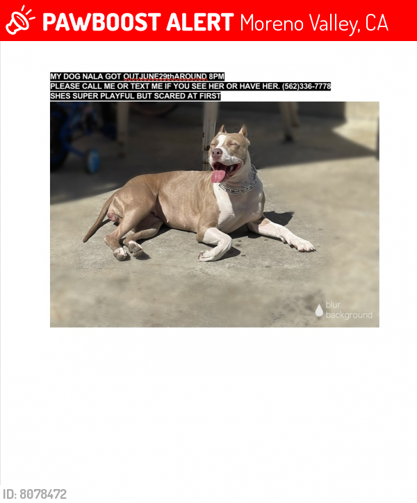 Lost Female Dog last seen Hemlock & the 60 frwy, Moreno Valley, CA 92557