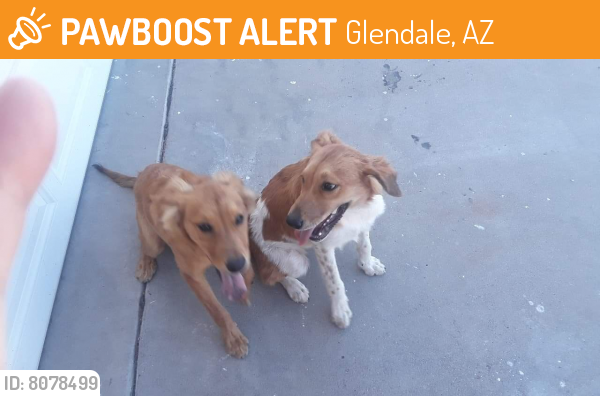 Found/Stray Male Dog last seen 51st Ave and Freeway, Glendale, AZ 85302