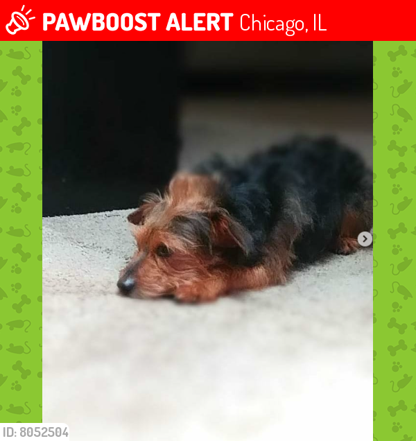 Lost Male Dog last seen S Harvard Ave., Chicago, IL 60621