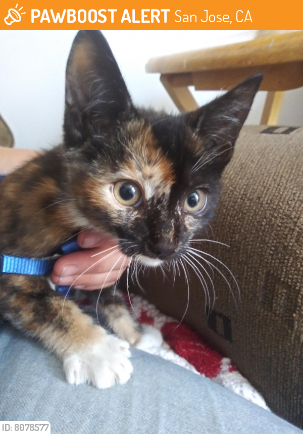 Found/Stray Female Cat last seen Story and jackson , San Jose, CA 95116