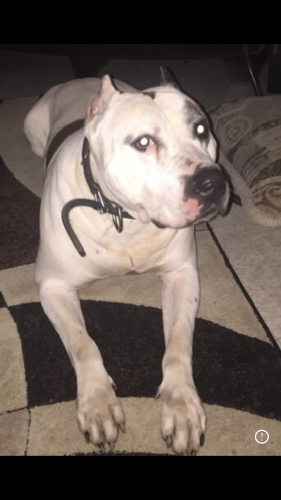 Lost Male Dog last seen Natchez ave Bloomindale  Chicago IL , Chicago, IL 60707