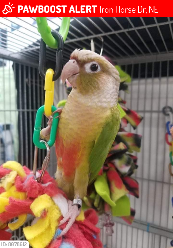 Lost Female Bird in Iron Horse Dr, NE 68003 Named Kiwi (ID 8078612