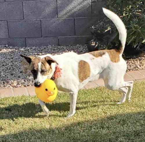 Lost Female Dog last seen Sossaman and Guadalupe rd, Mesa, AZ 85209
