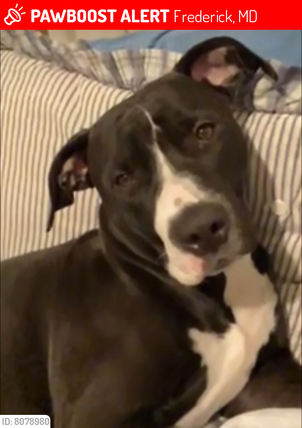 Lost Male Dog last seen river mist and dearbought dr , Frederick, MD 21701