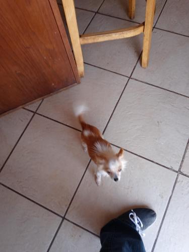 Lost Female Dog last seen 27th Ave , Phoenix, AZ 85009