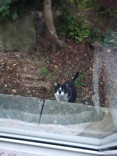 Found/Stray Unknown Cat last seen 67th and Charleston, Darien, IL 60527