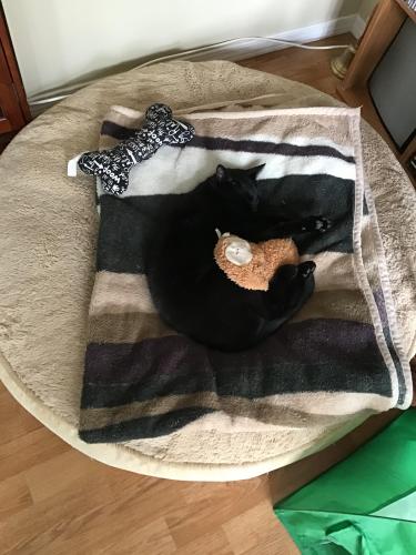 Lost Female Cat last seen Chaparral Point and Chaparral Street, Calgary, AB T2X 3M8