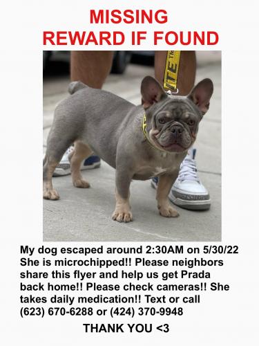 Lost Female Dog last seen Phoenix 71st lower buckeye , Phoenix, AZ 85043