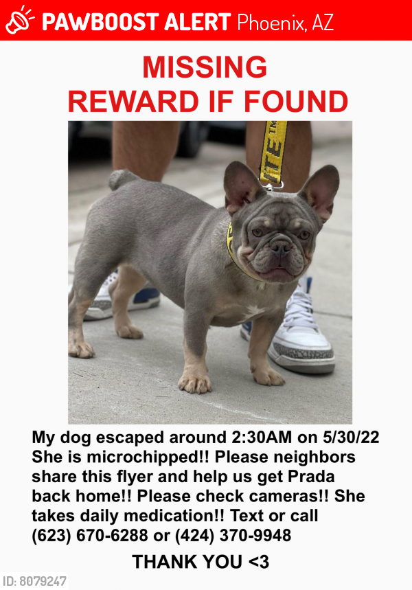 Lost Female Dog last seen Phoenix 71st lower buckeye , Phoenix, AZ 85043