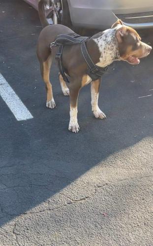 Lost Male Dog last seen Near west vineyard Rd , Phoenix, AZ 85041