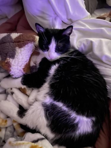 Lost Female Cat last seen Harlem and Addison, Chicago, IL 60634