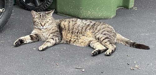 Lost Male Cat last seen N Glebe and 15th, Arlington, VA 22207