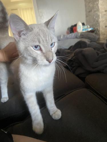 Found/Stray Male Cat last seen Parkdale & Valencia, San Bernardino, CA 92404