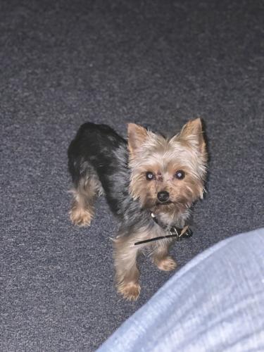 Lost Male Dog last seen Hobart and whalley , New Haven, CT 06511
