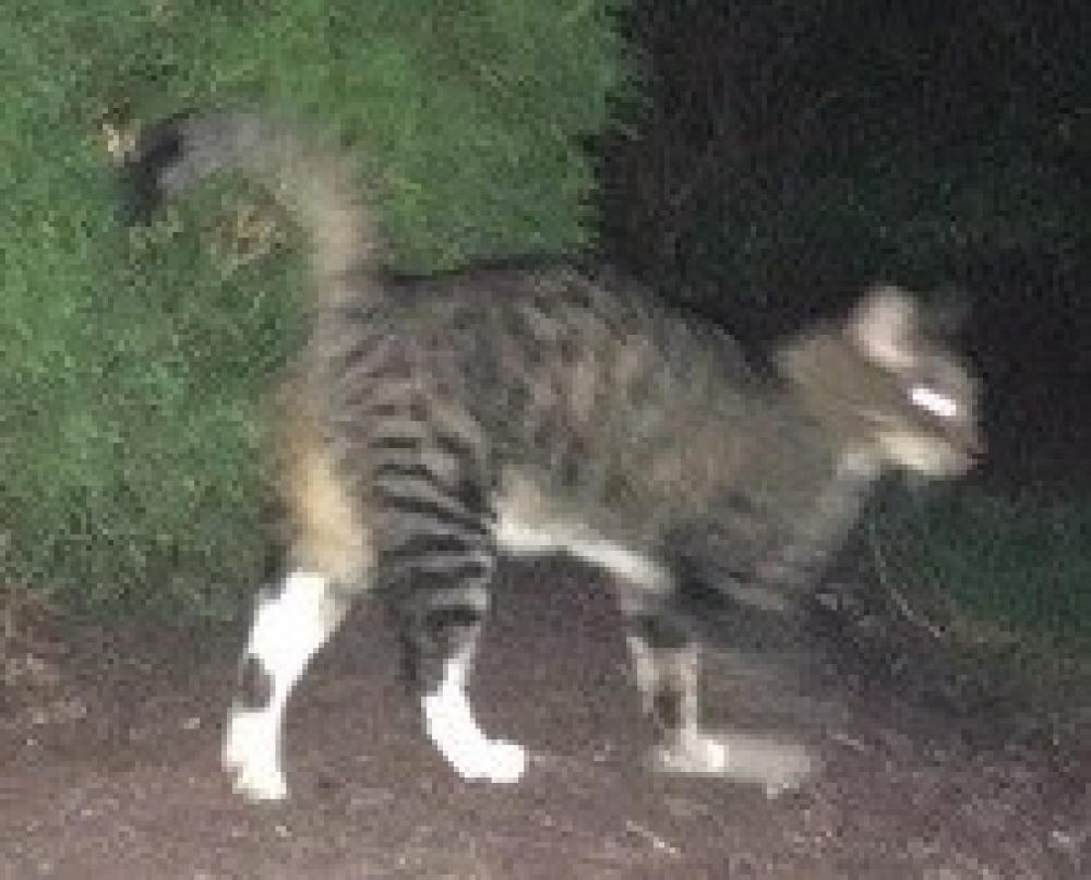 Shelter Stray Unknown Cat last seen Annandale, VA 22003, Fairfax, VA 22032