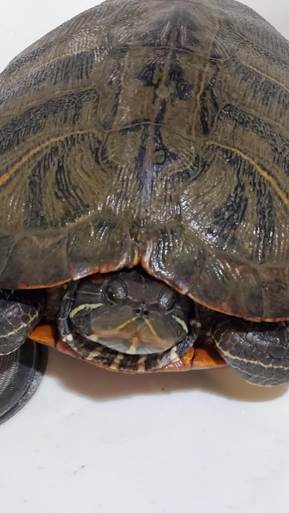 Shelter Stray Female Turtle last seen Potomac Falls, VA 20165, Fairfax, VA 22032