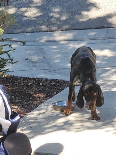 Found/Stray Female Dog last seen Watkins and picacho, Riverside, CA 92507