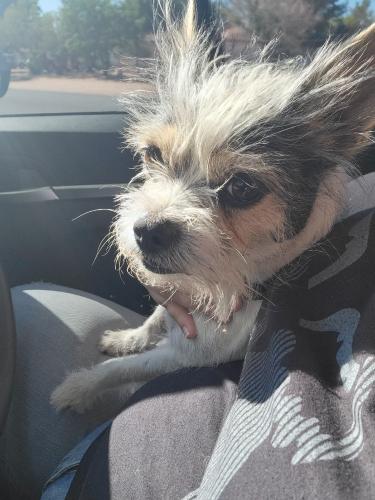 Found/Stray Unknown Dog last seen Mohawk Rd, Apple Valley, CA 92308