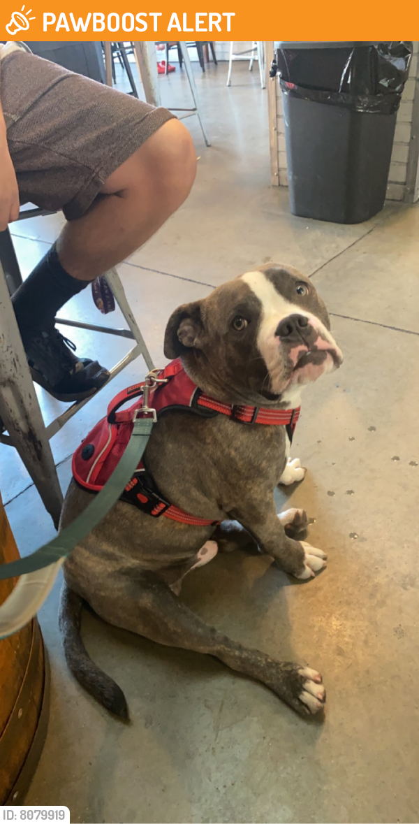 Found/Stray Male Dog last seen Haven and foothill by Bowlero, Rancho Cucamonga, CA 91730