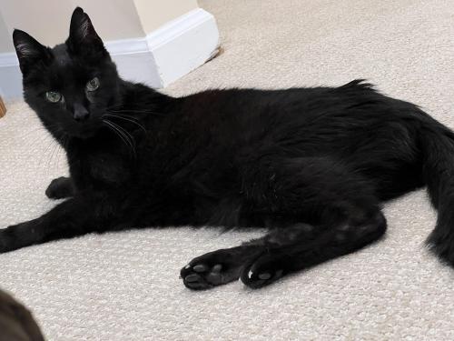 Found/Stray Male Cat last seen Black Eyed Susan Drive, Vienna, VA 22182