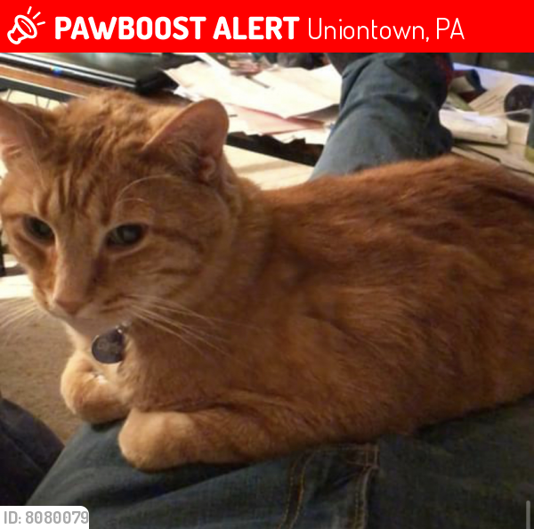 Lost Male Cat last seen Alpha Vet, Uniontown, PA 15401
